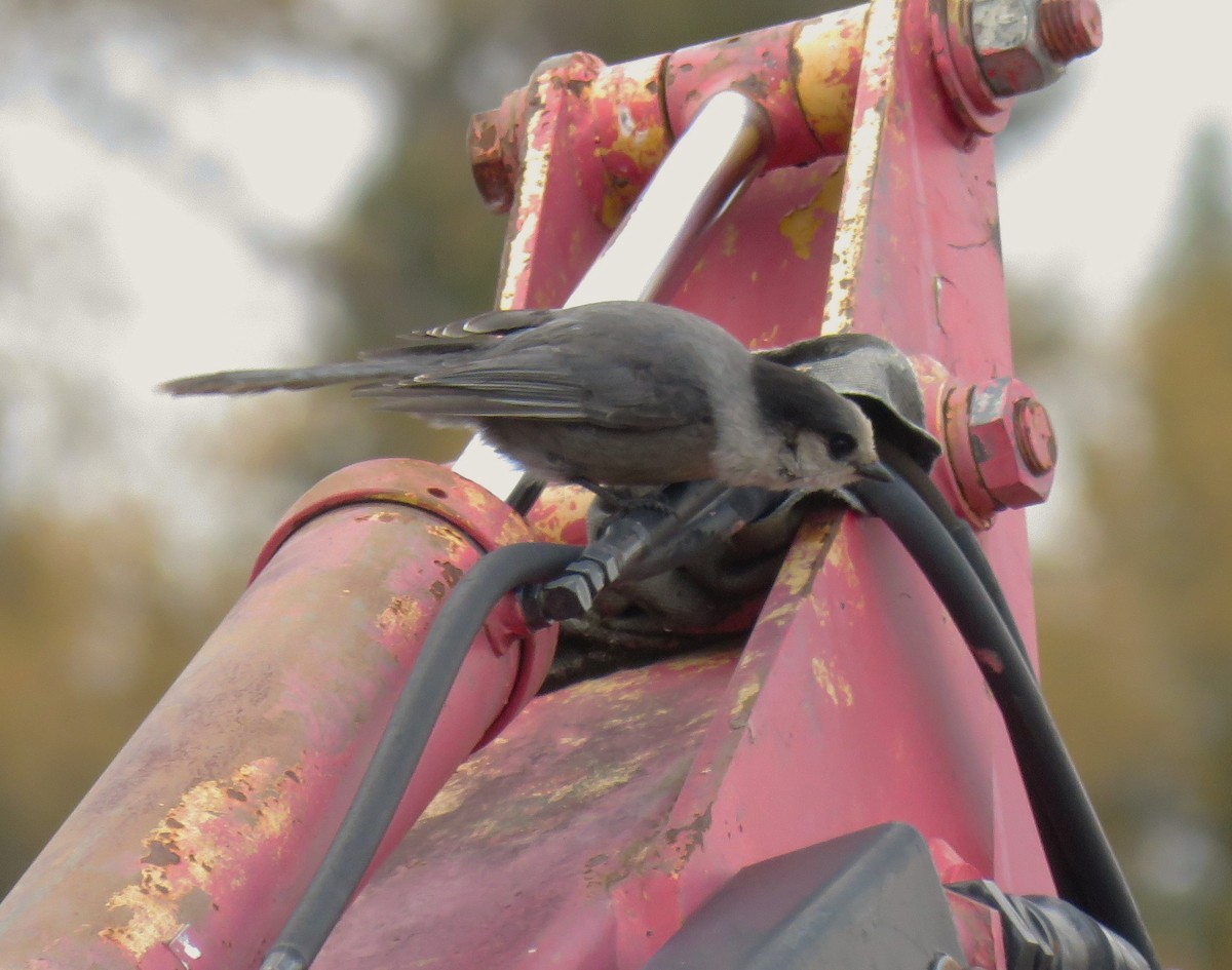 Canada Jay - ML120731901