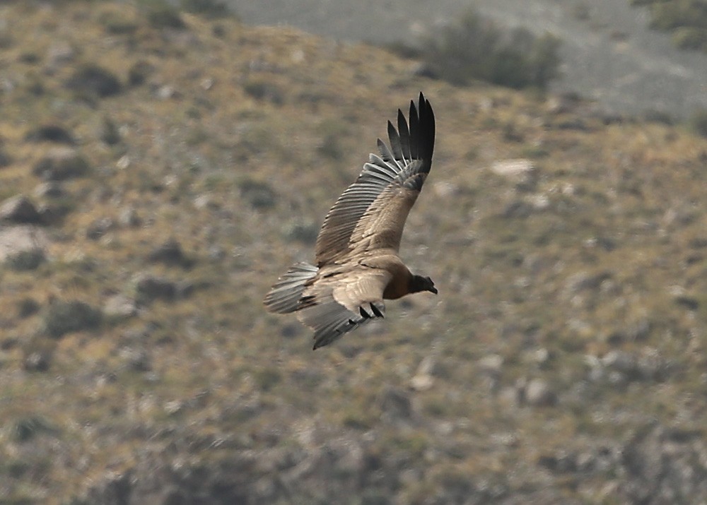 Andean Condor - Michael Walther