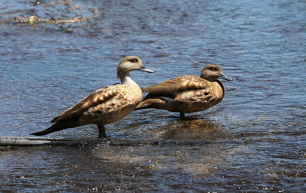 Crested Duck - Michael Walther