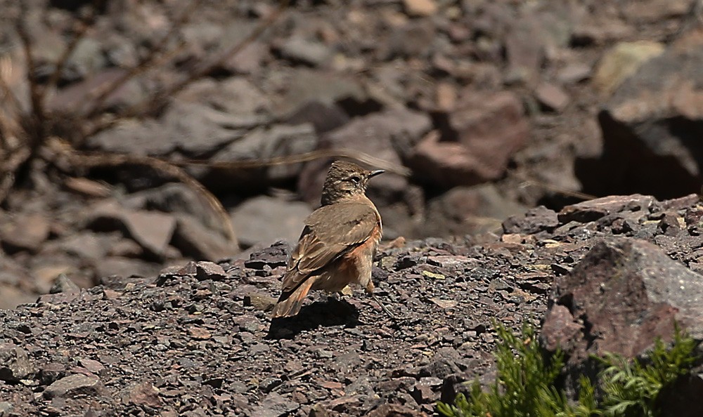 Rufous-banded Miner - Michael Walther