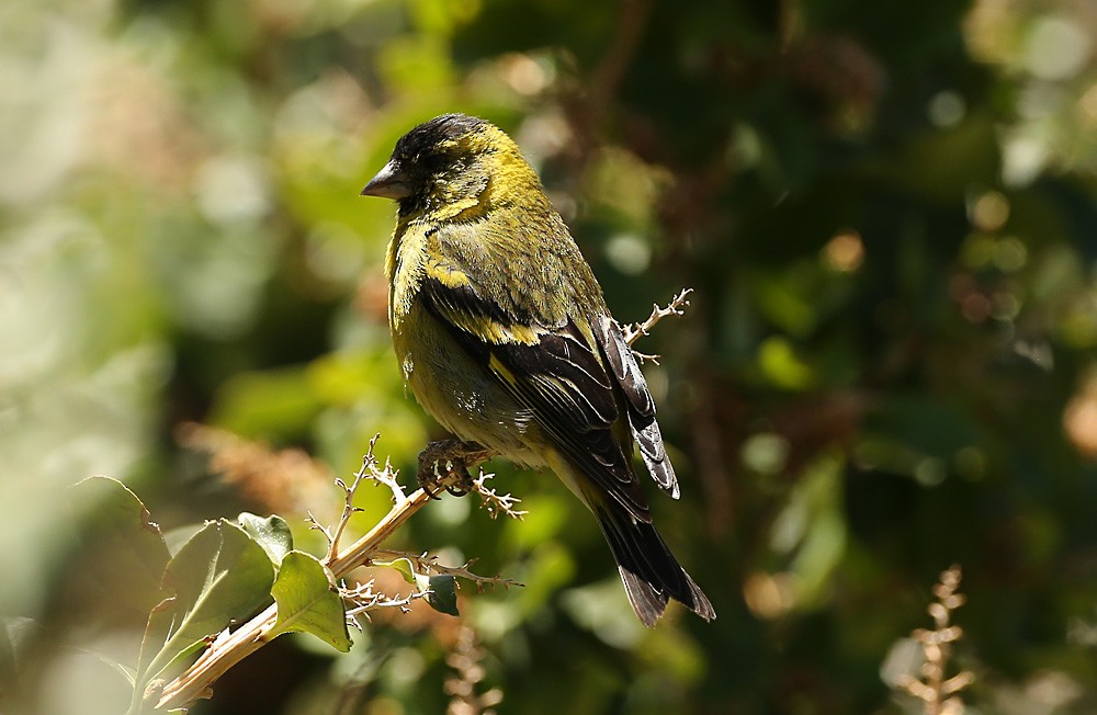 Black-chinned Siskin - Michael Walther