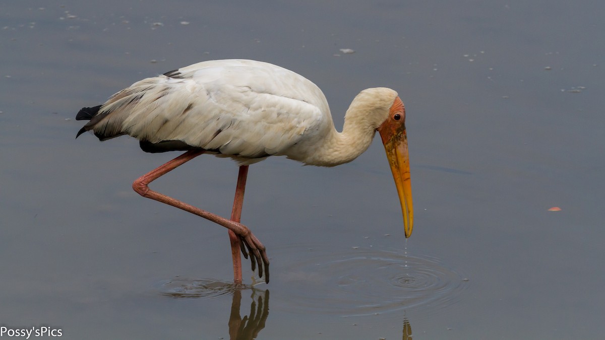 Milky Stork - Graham Possingham