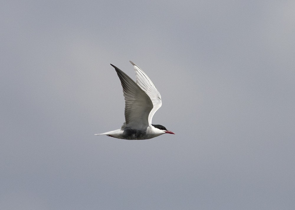 Whiskered Tern - ML120733581