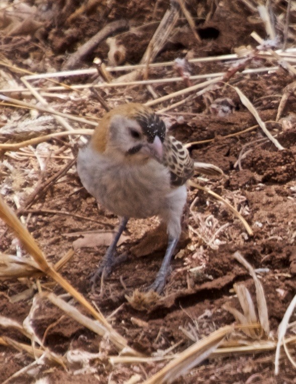 Speckle-fronted Weaver - Denise Van Peursem