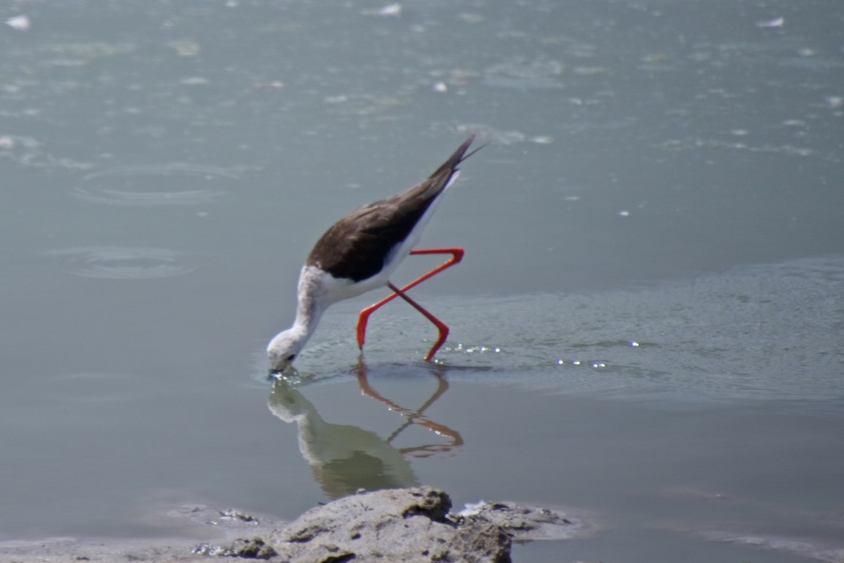 Black-winged Stilt - ML120734031