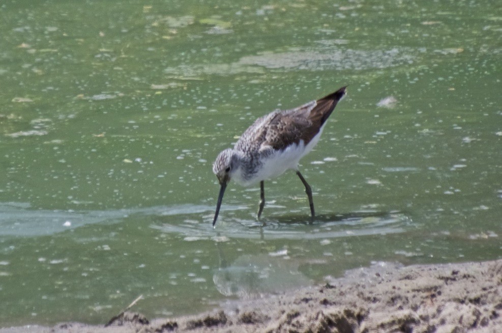 Common Greenshank - ML120734181