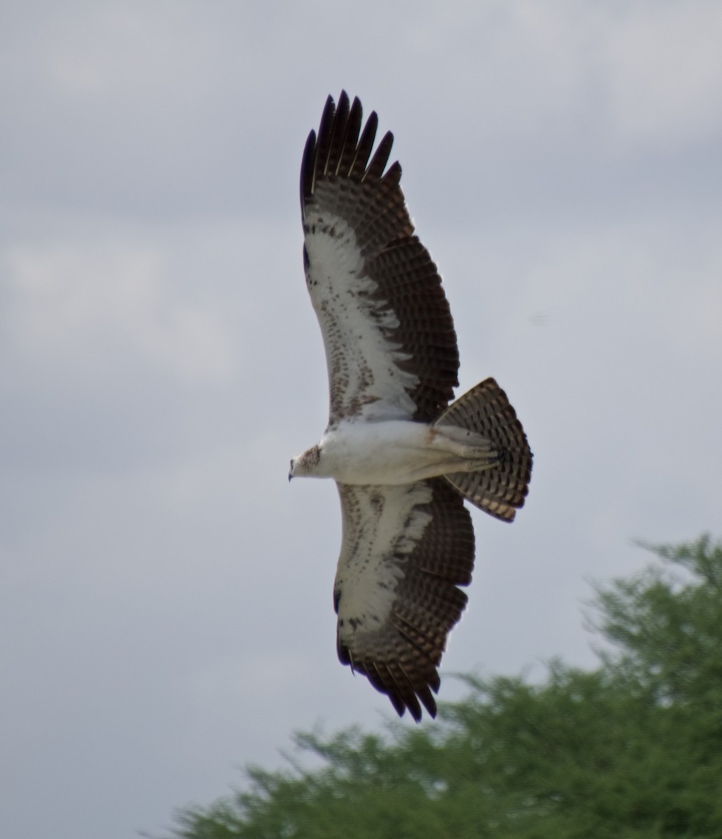 Martial Eagle - ML120734271