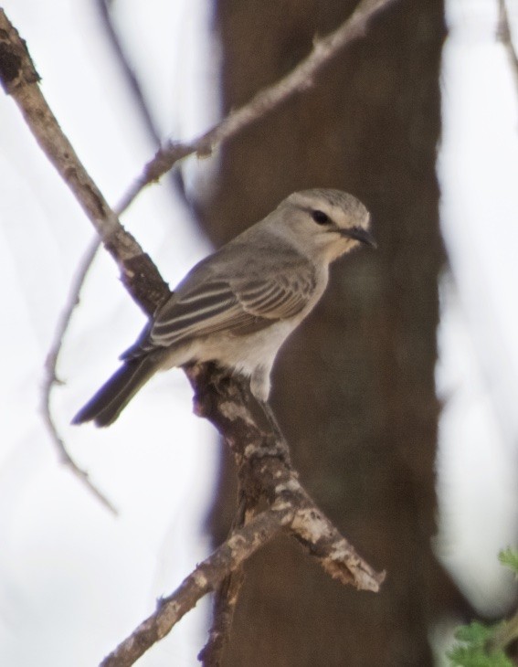 African Gray Flycatcher - ML120734301