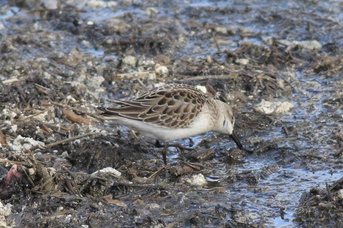 Semipalmated Sandpiper - ML120735241