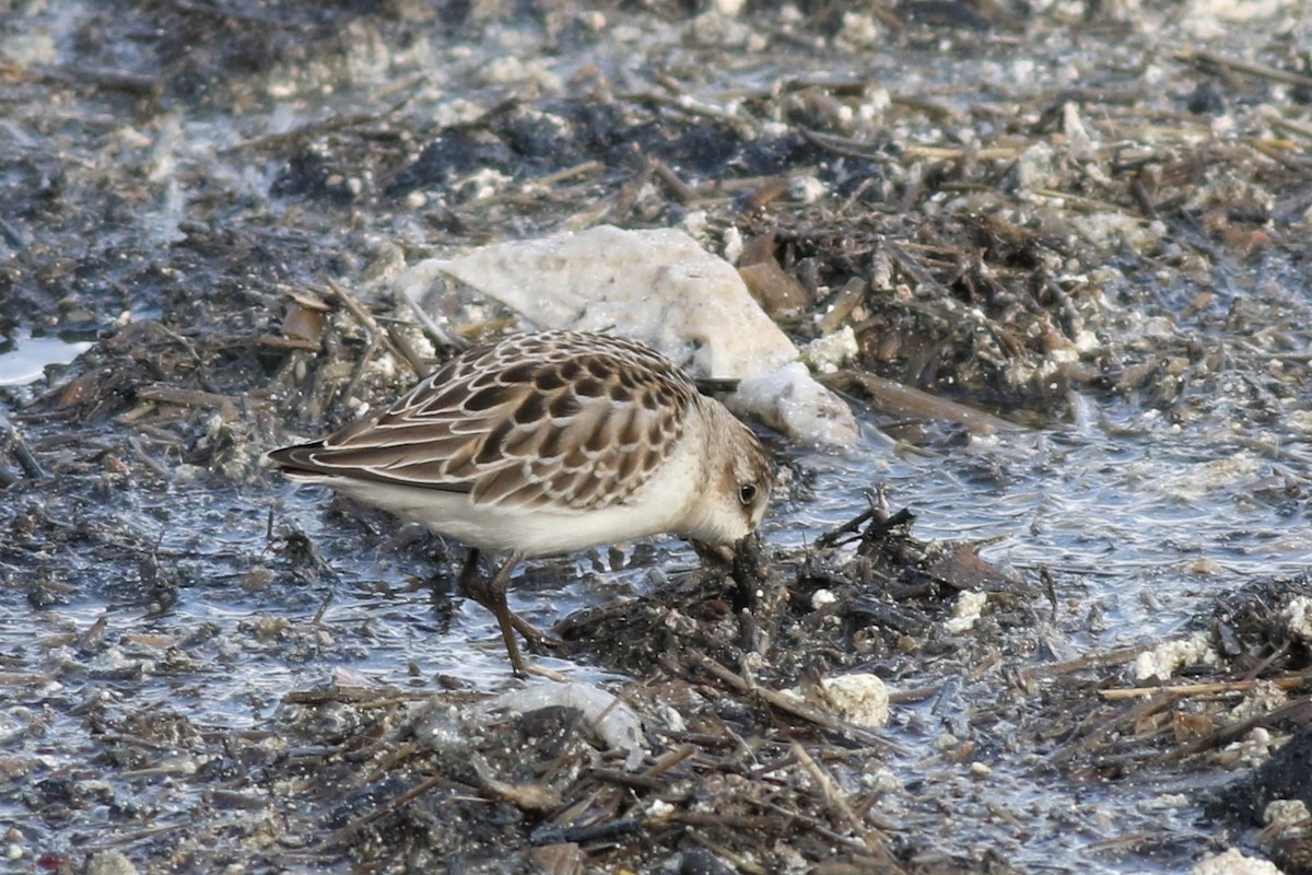 Semipalmated Sandpiper - ML120735261