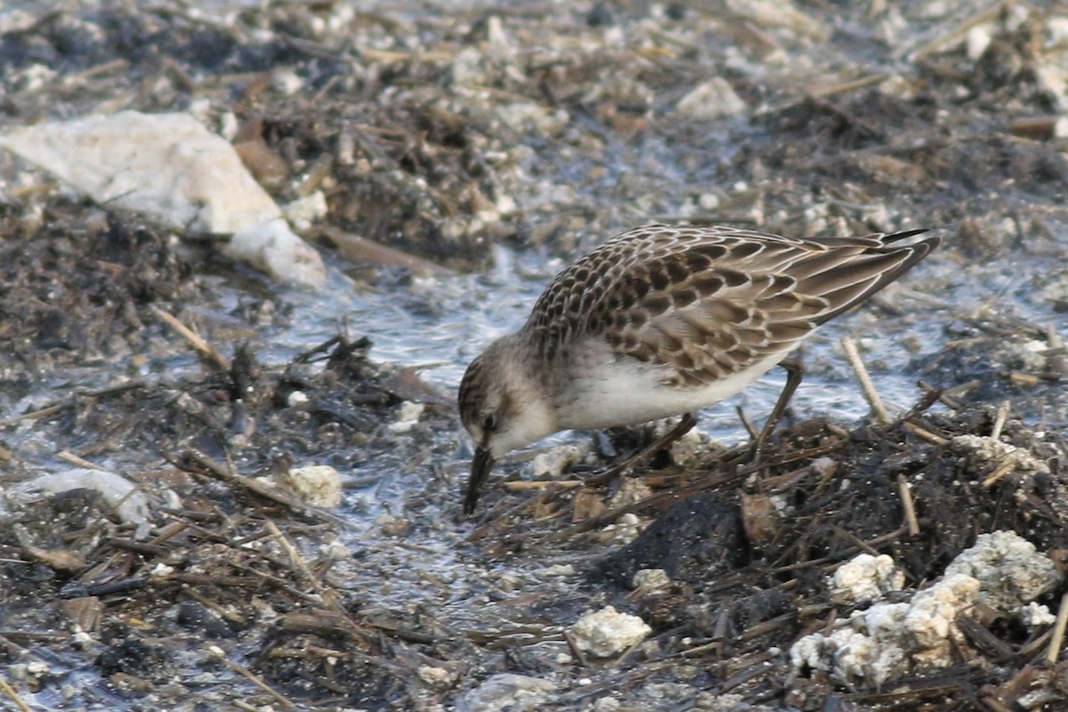 Semipalmated Sandpiper - ML120735271