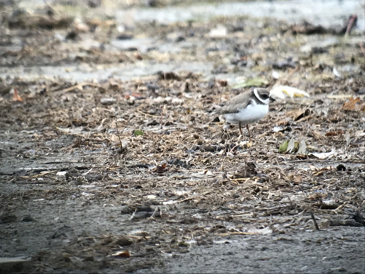 Semipalmated Plover - ML120736501