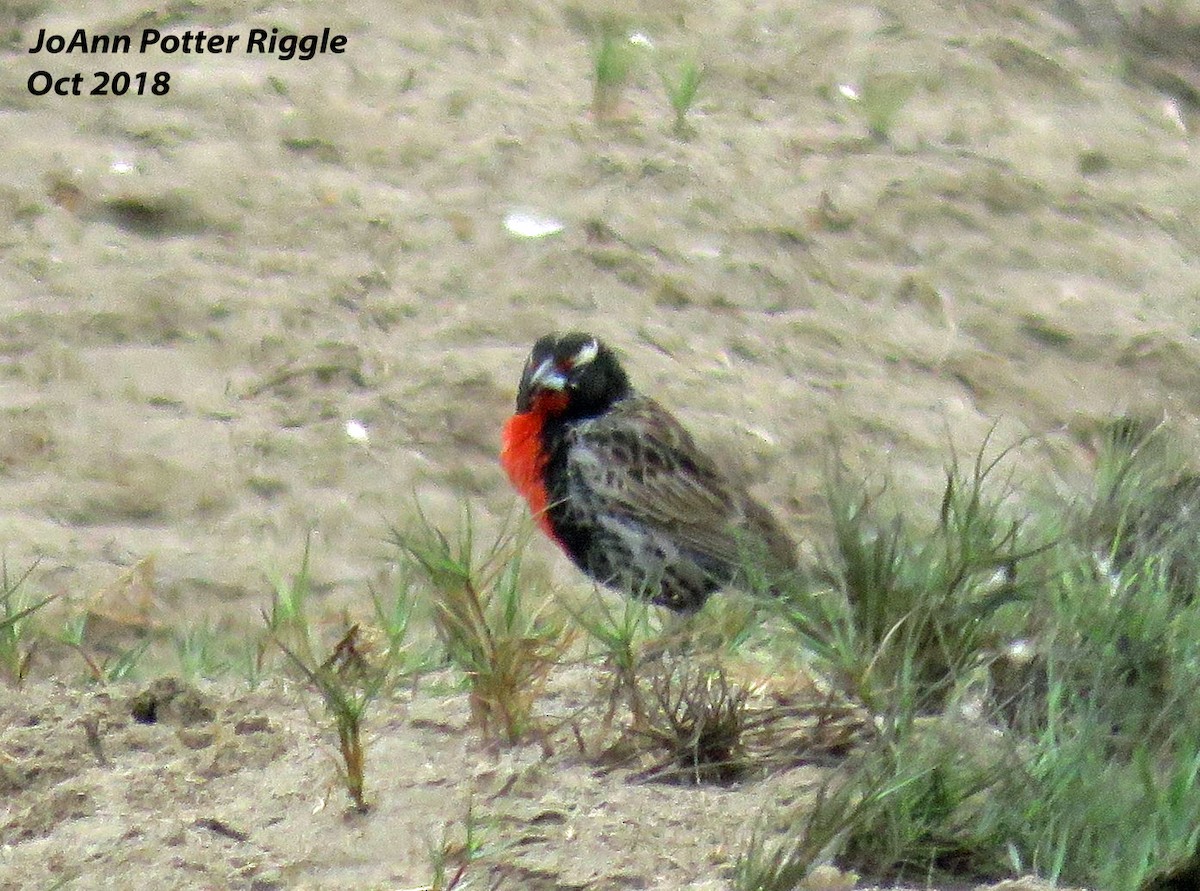 Peruvian Meadowlark - ML120736771