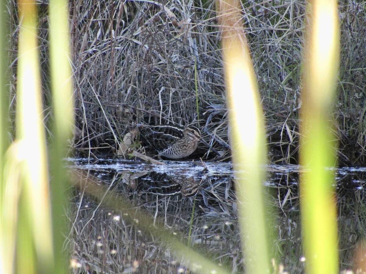 Wilson's Snipe - Weston Barker