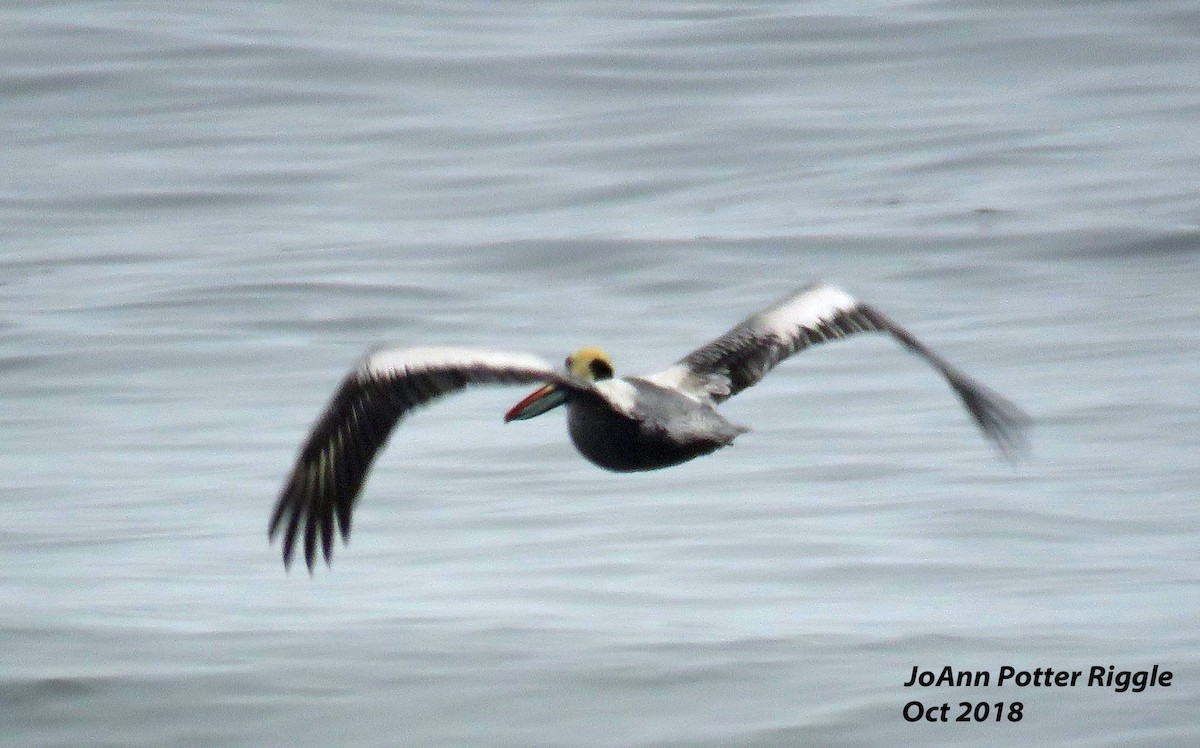 Peruvian Pelican - ML120736961