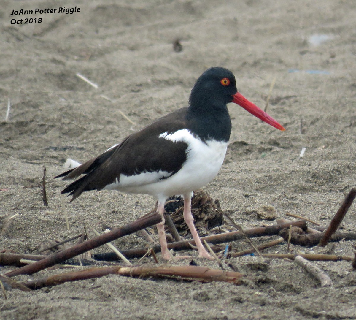 American Oystercatcher - ML120736971