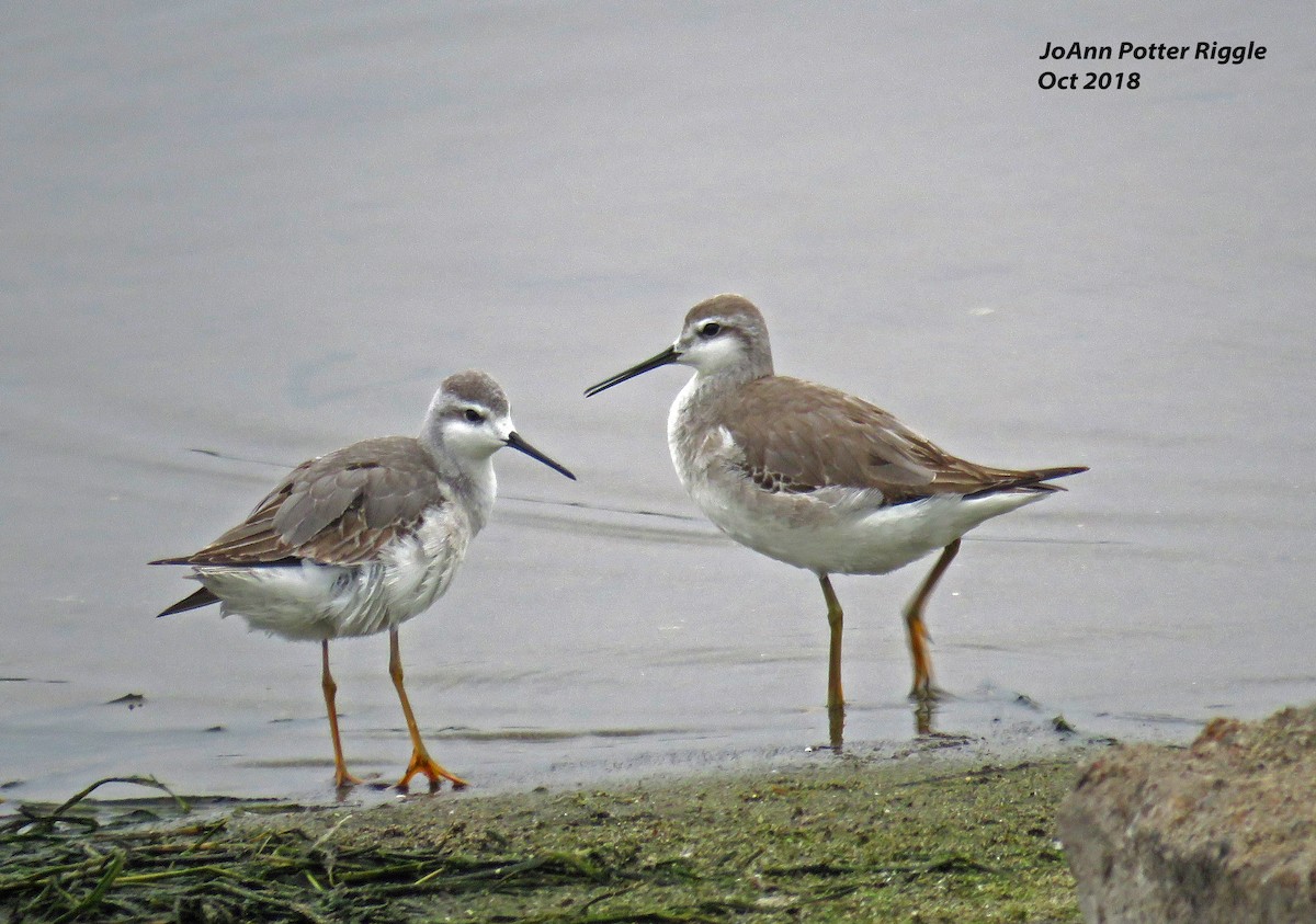 Wilson's Phalarope - ML120737051