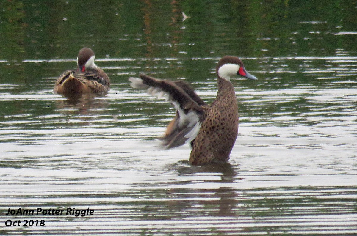 White-cheeked Pintail - ML120737111