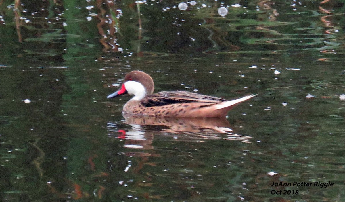 White-cheeked Pintail - ML120737121