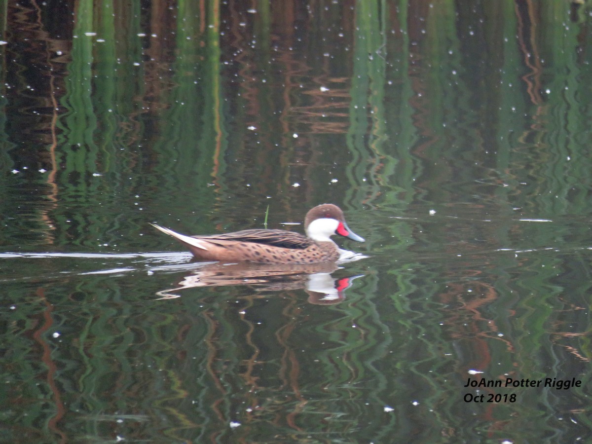 White-cheeked Pintail - JoAnn Potter Riggle 🦤