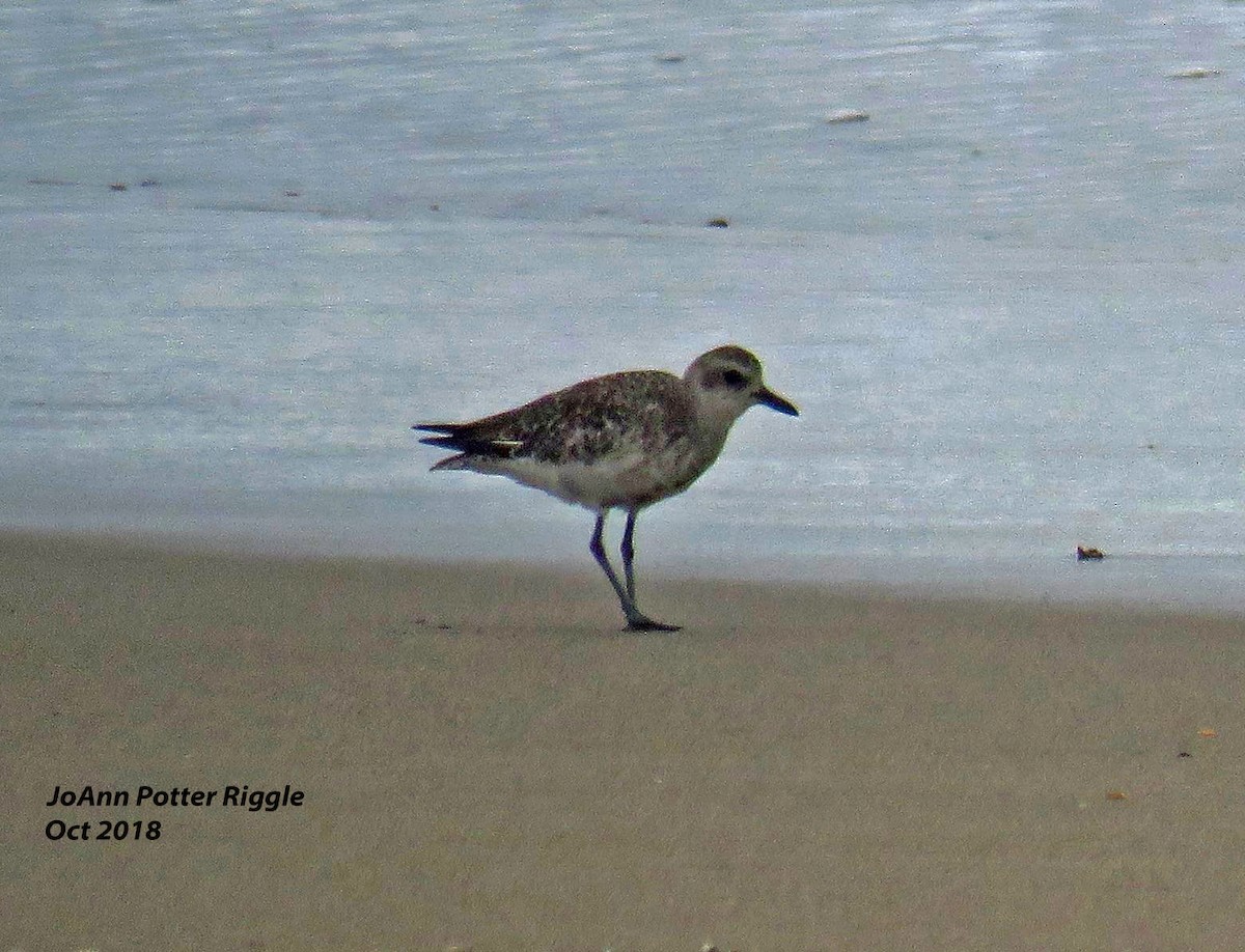 Black-bellied Plover - ML120737241