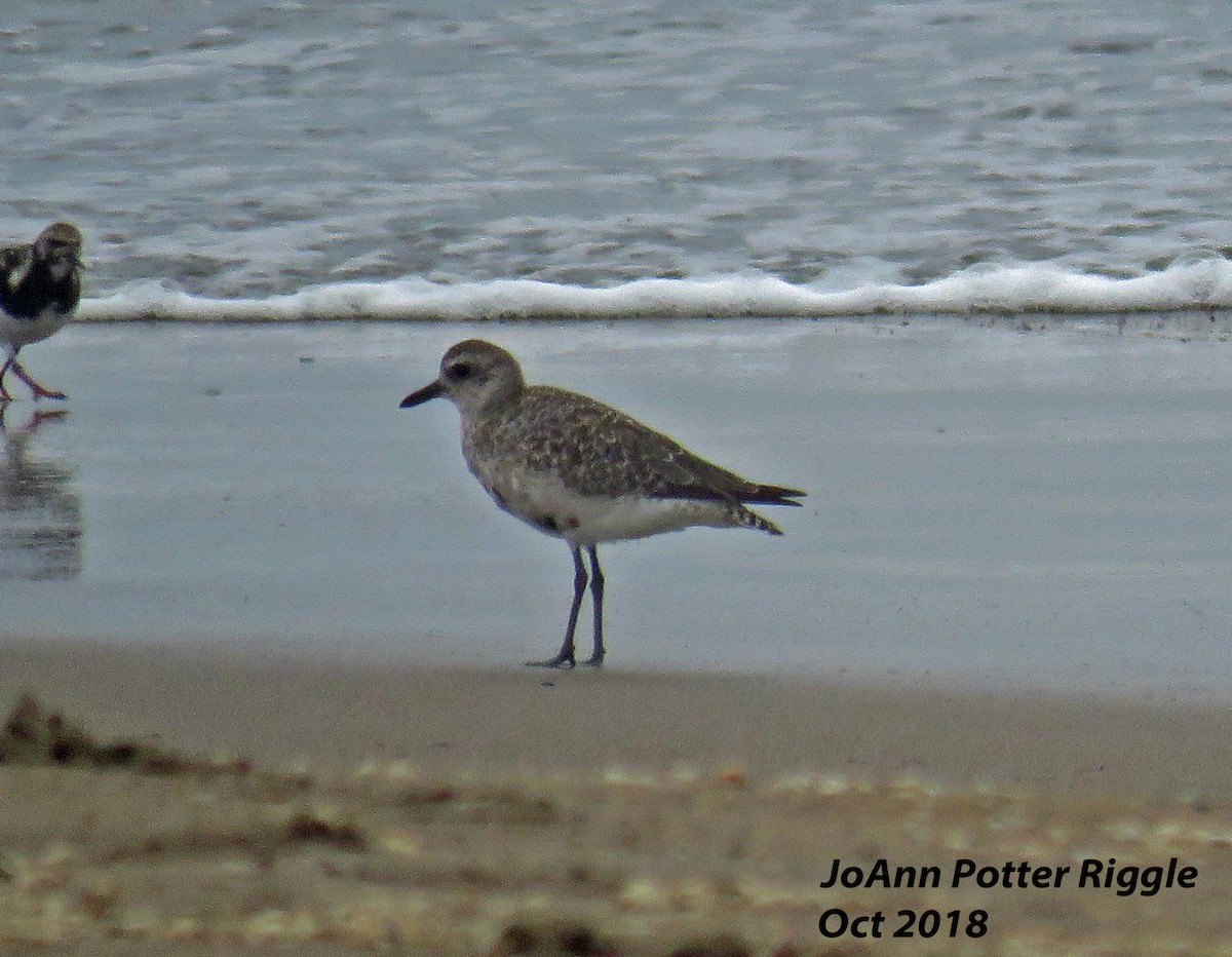 Black-bellied Plover - ML120737251