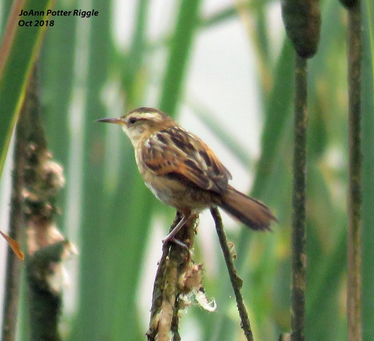 Wren-like Rushbird - ML120737261