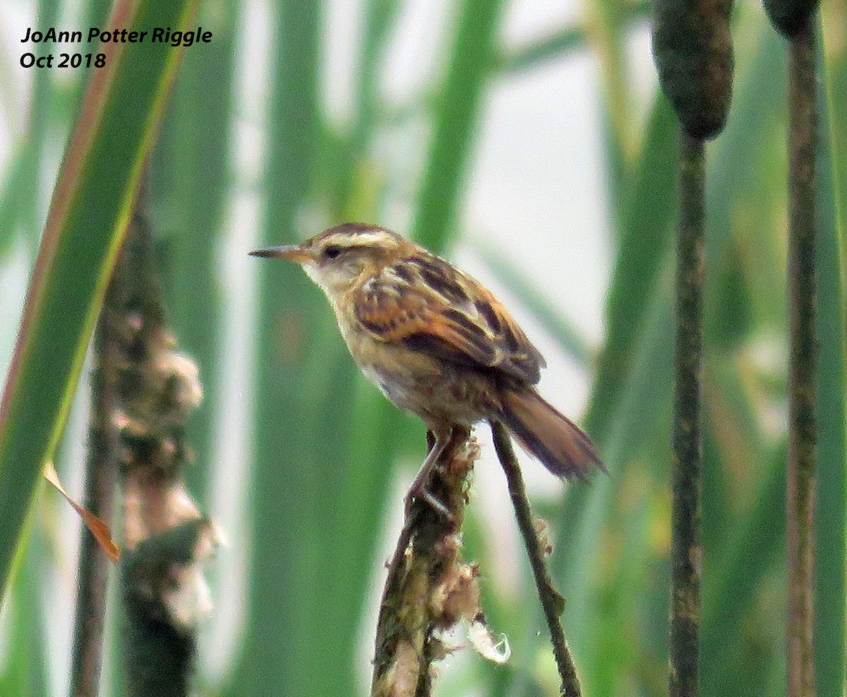 Wren-like Rushbird - ML120737271