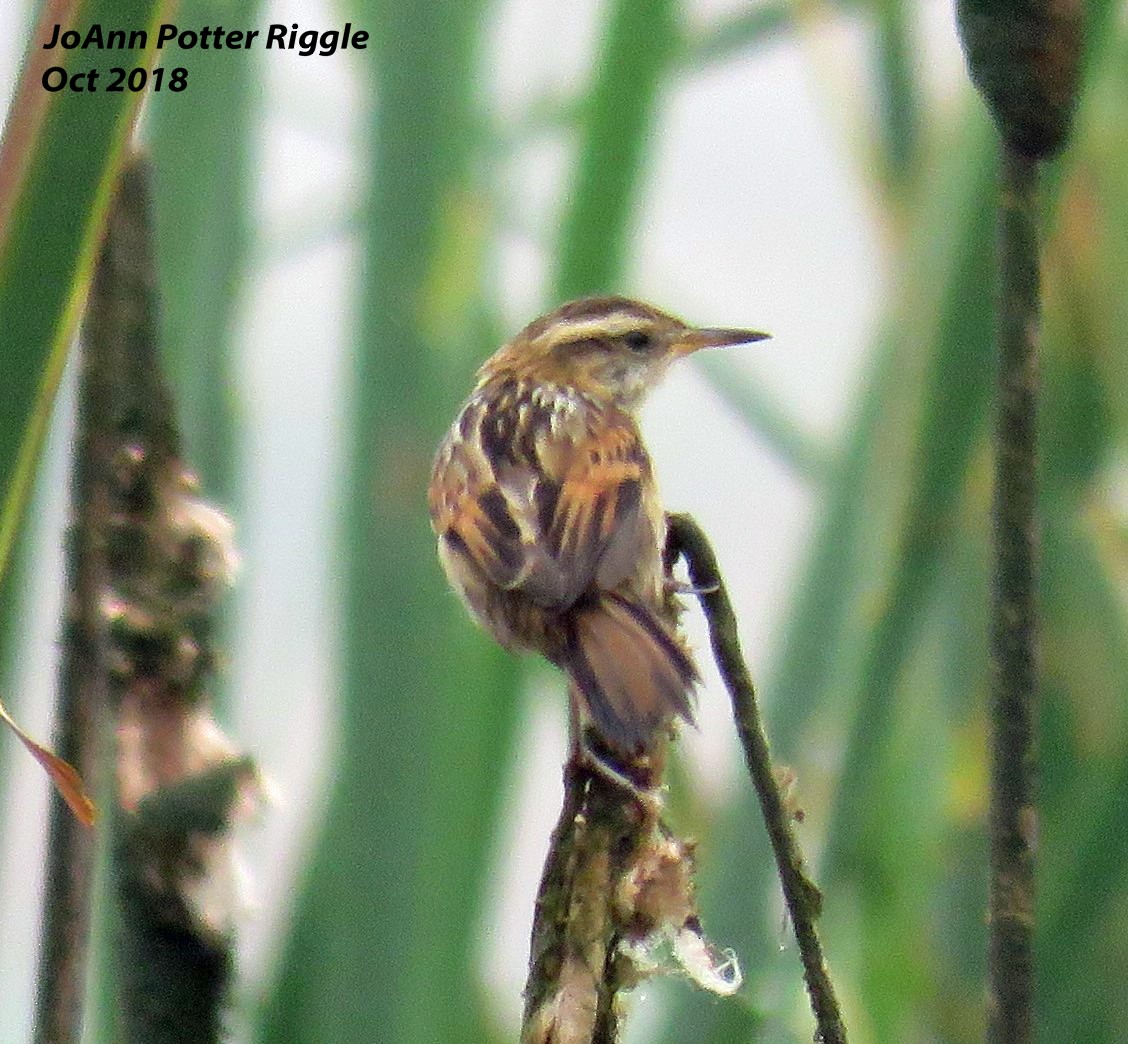 Wren-like Rushbird - ML120737281