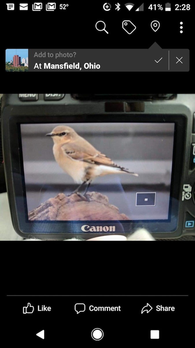 Northern Wheatear - ML120737391