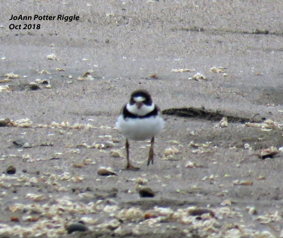 Semipalmated Plover - JoAnn Potter Riggle 🦤