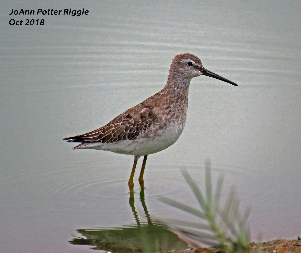 Stilt Sandpiper - ML120737581