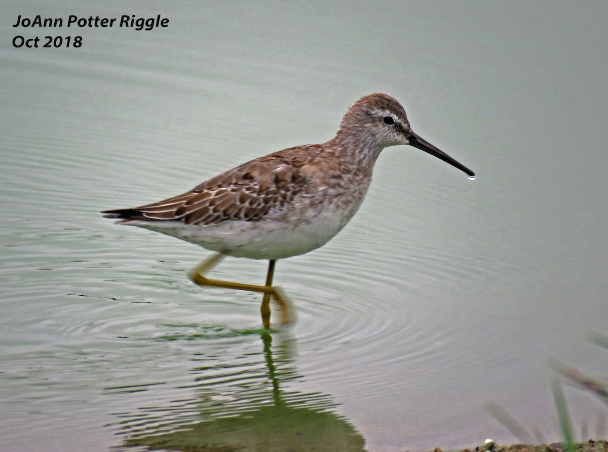 Stilt Sandpiper - ML120737591