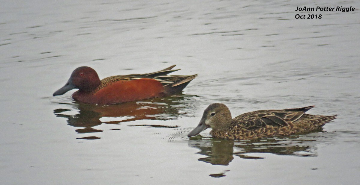 Cinnamon Teal - ML120737641