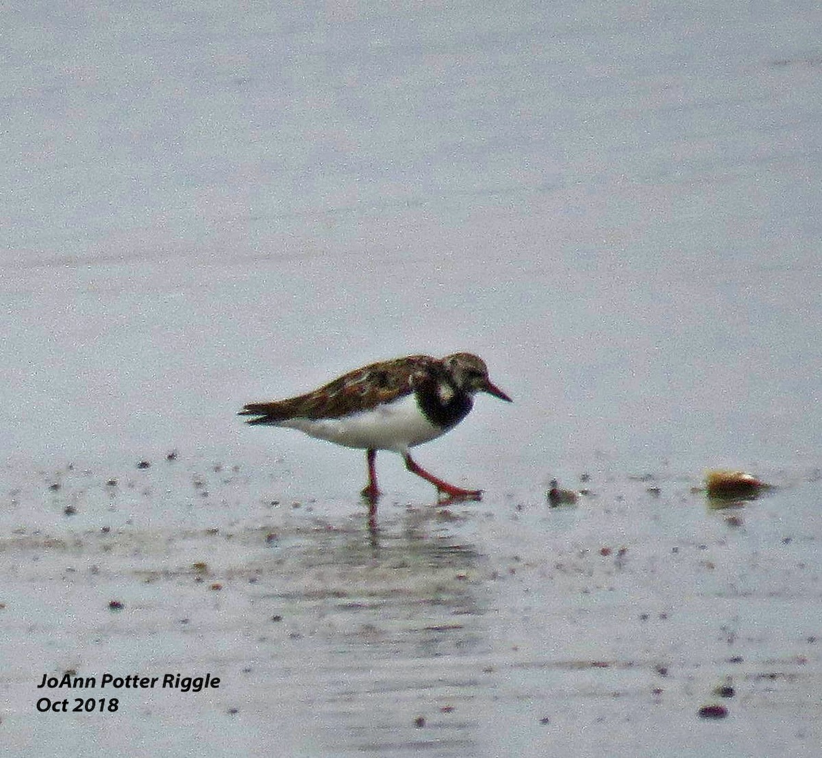 Ruddy Turnstone - JoAnn Potter Riggle 🦤