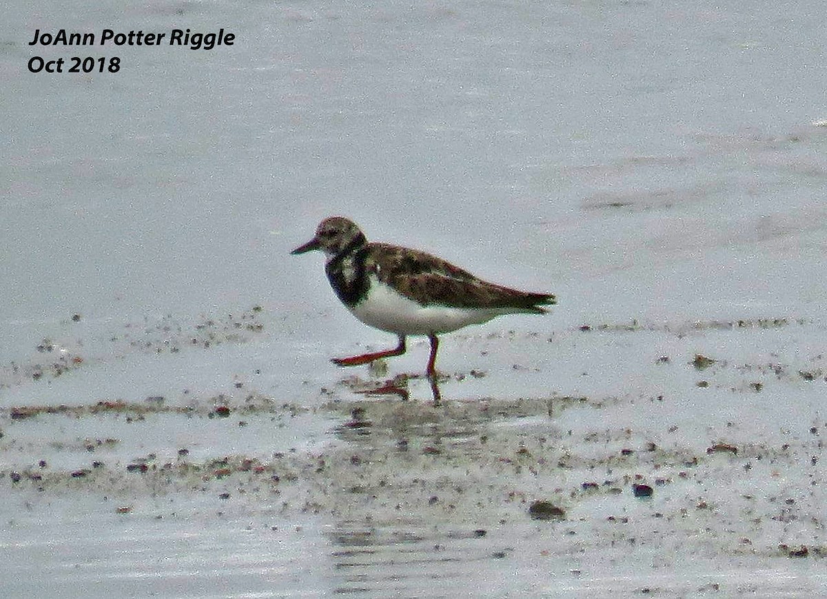 Ruddy Turnstone - JoAnn Potter Riggle 🦤