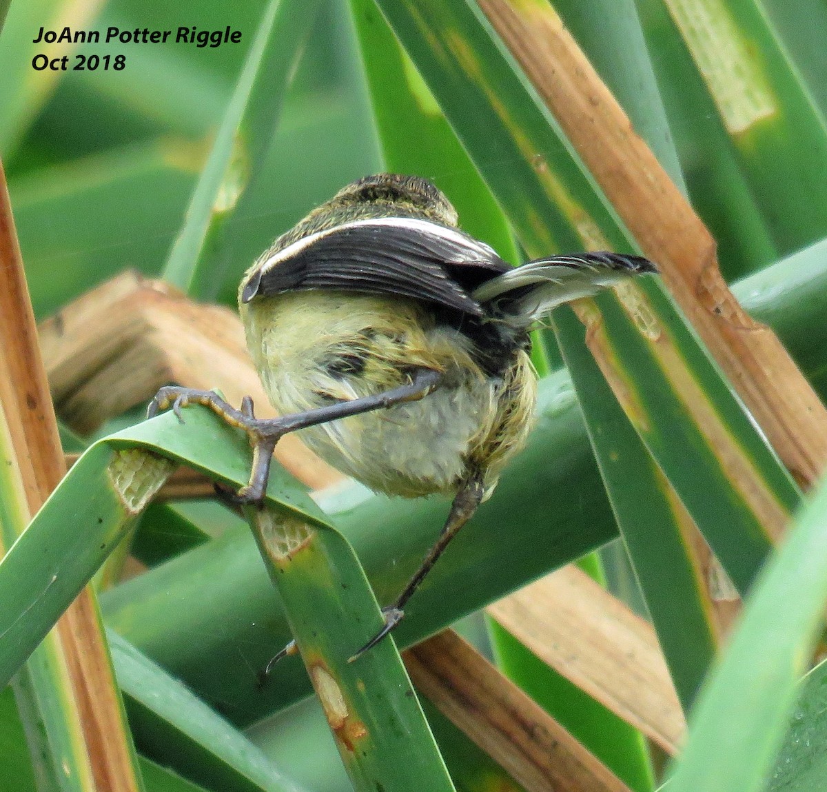 Many-colored Rush Tyrant - ML120737701