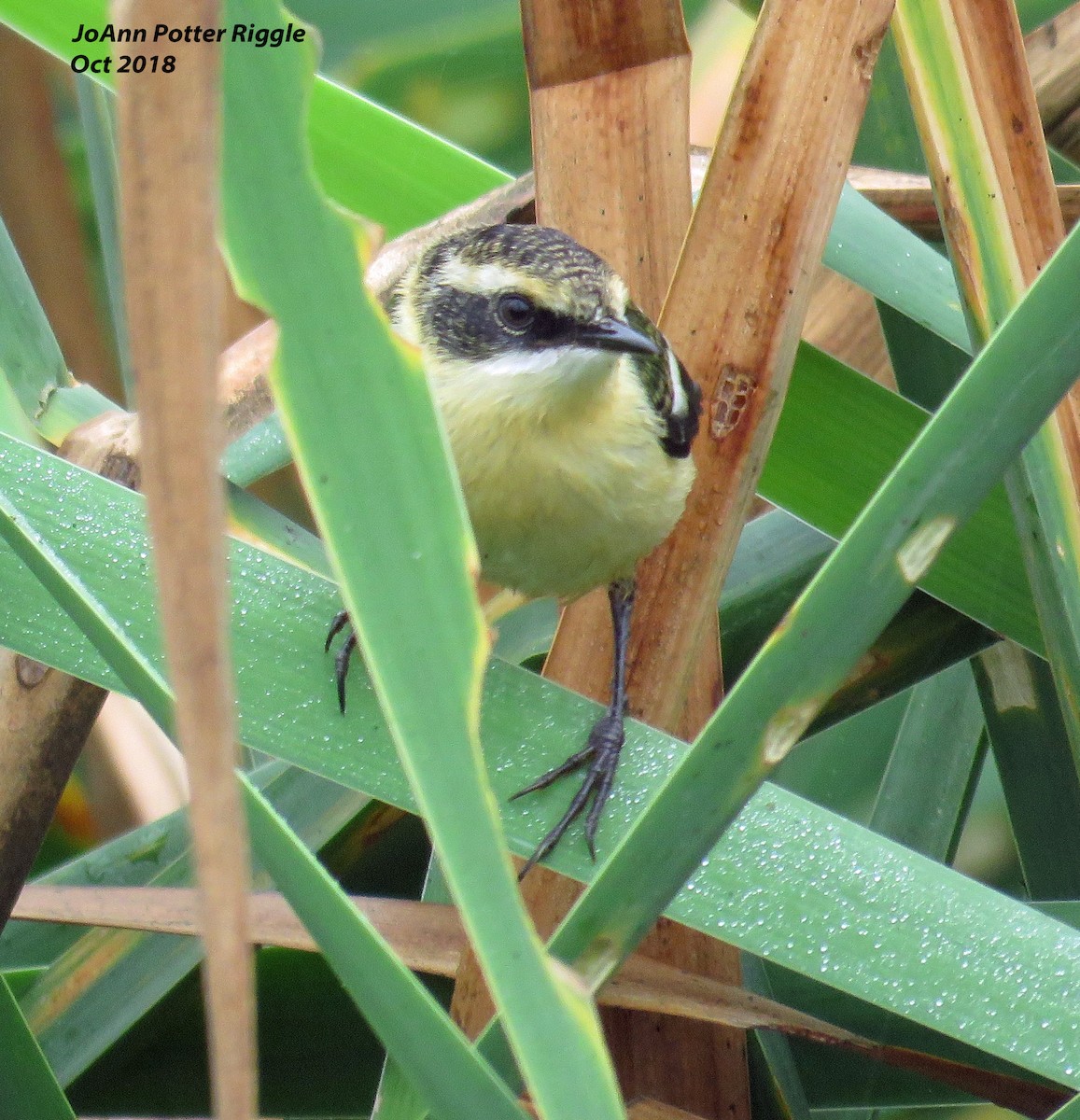 Many-colored Rush Tyrant - ML120737711