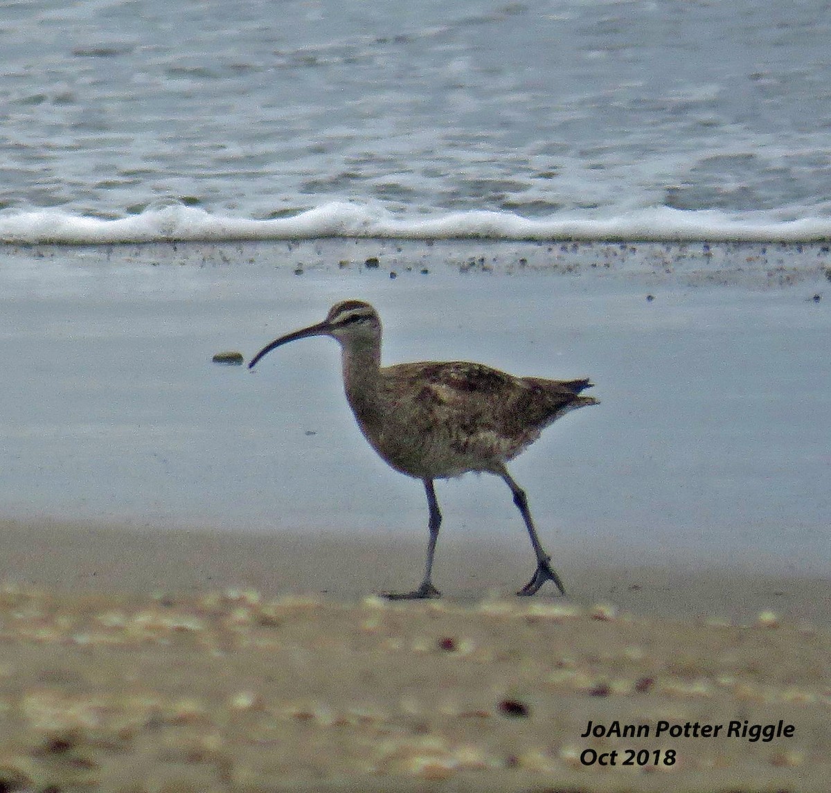 Whimbrel - JoAnn Potter Riggle 🦤