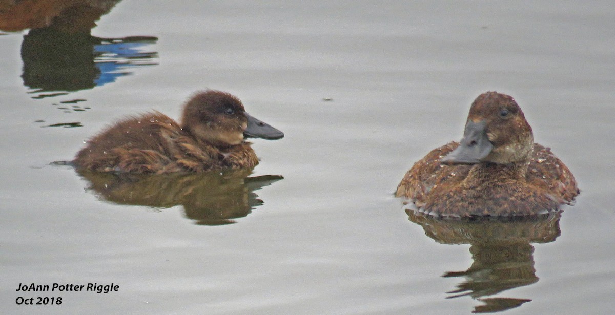 Andean Duck - JoAnn Potter Riggle 🦤