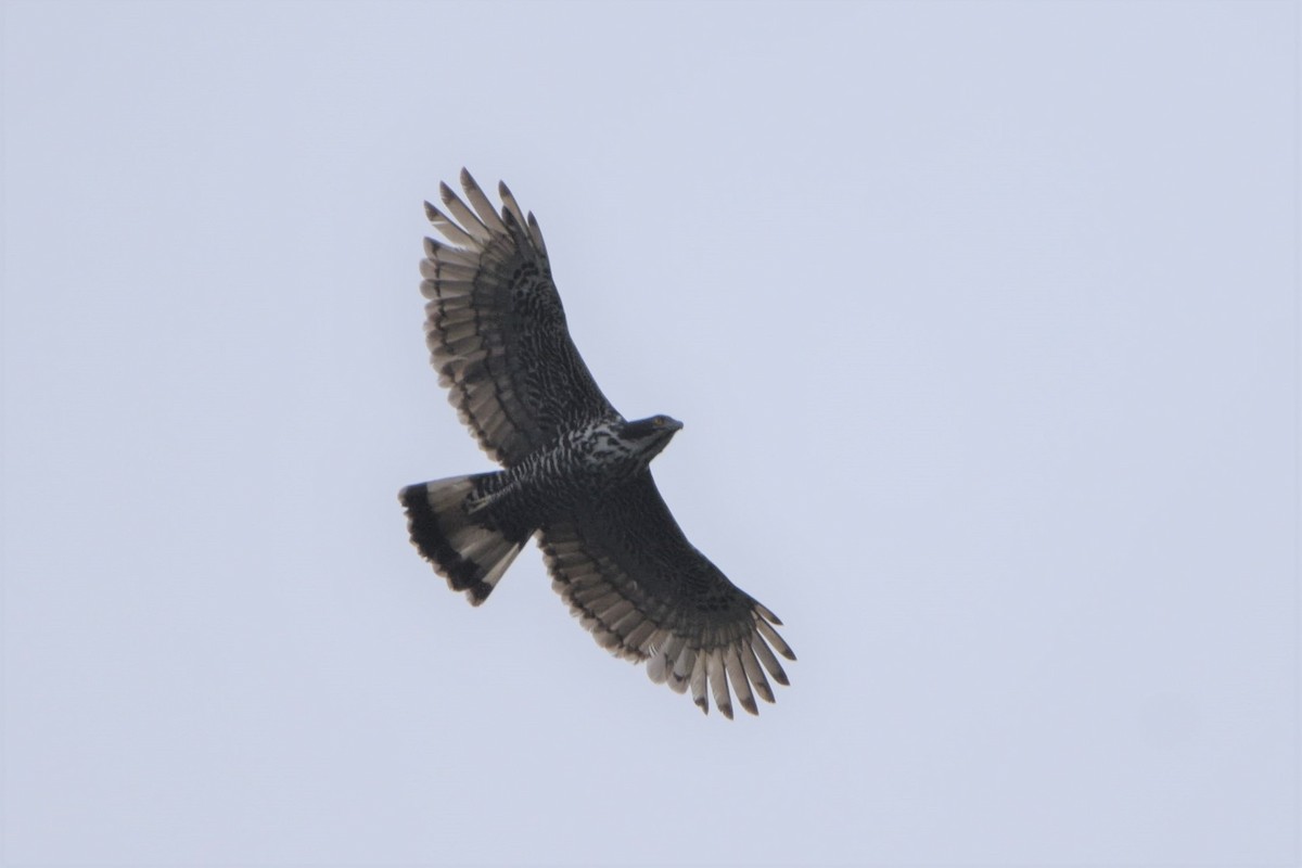 Blyth's Hawk-Eagle - ML120738261