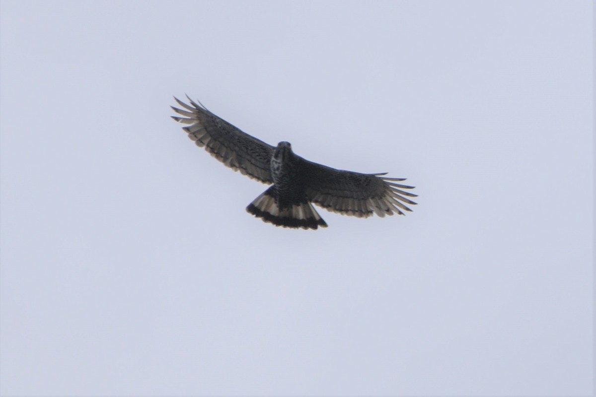 Blyth's Hawk-Eagle - ML120738271