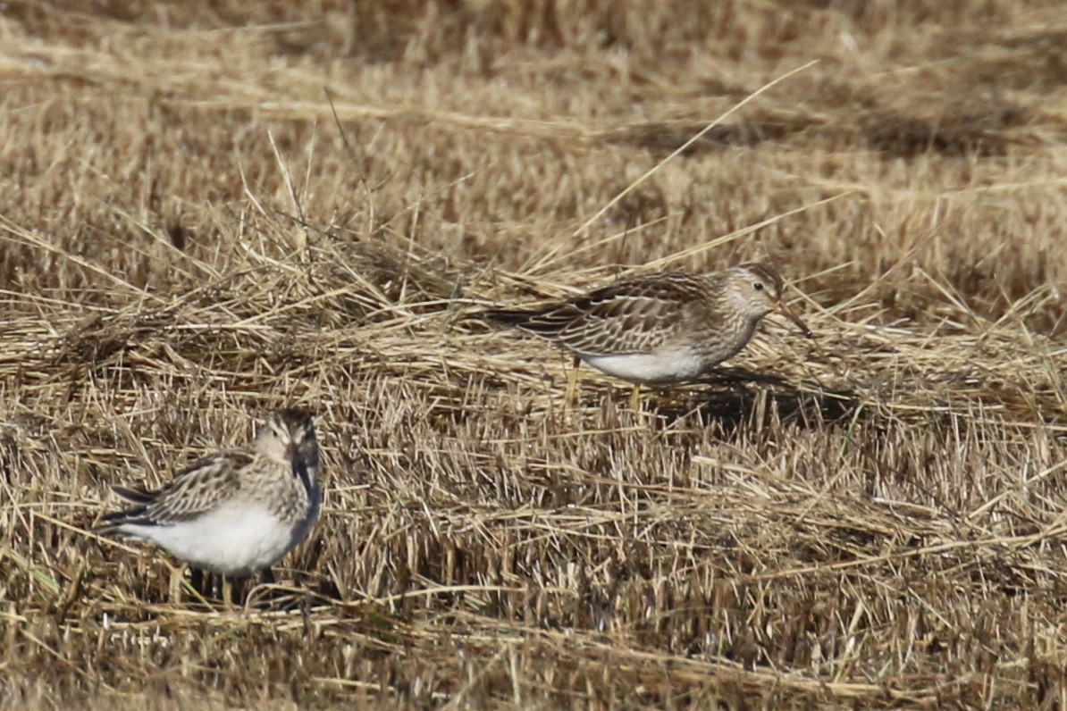 Pectoral Sandpiper - Andy Sanford