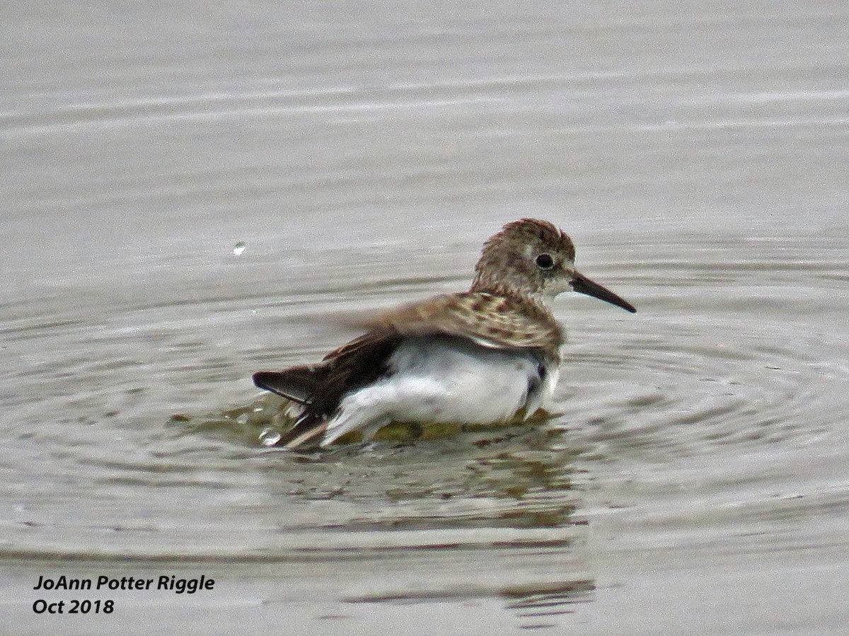 pygmésnipe - ML120739461