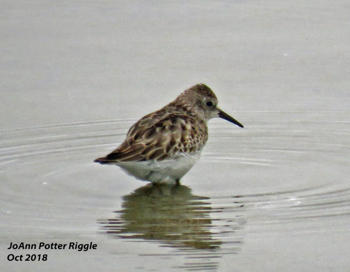 Least Sandpiper - ML120739491