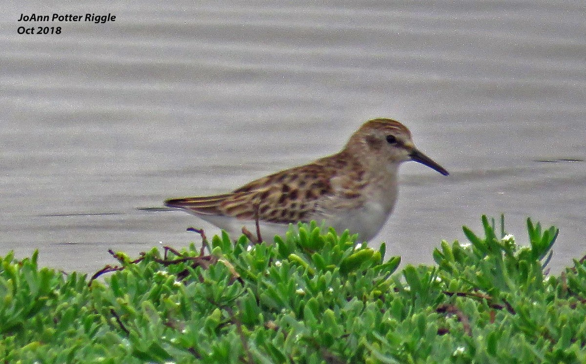 Least Sandpiper - ML120739681