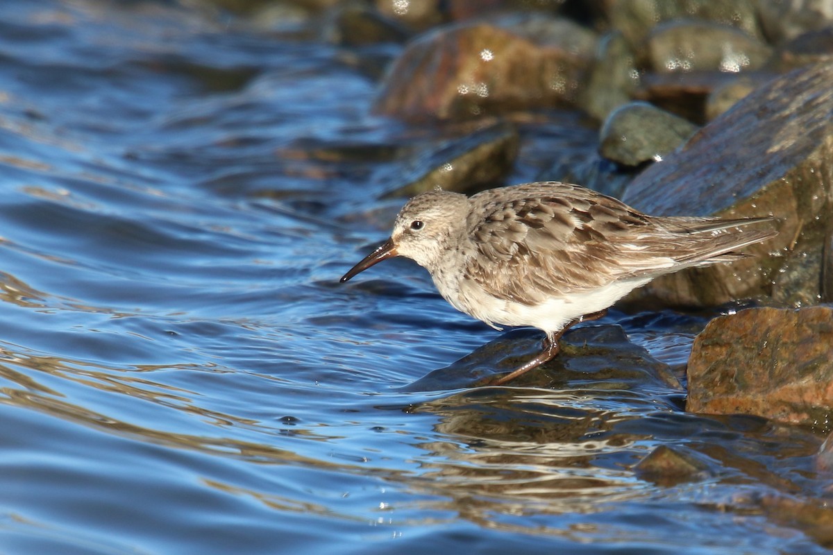 White-rumped Sandpiper - Daniel Jauvin