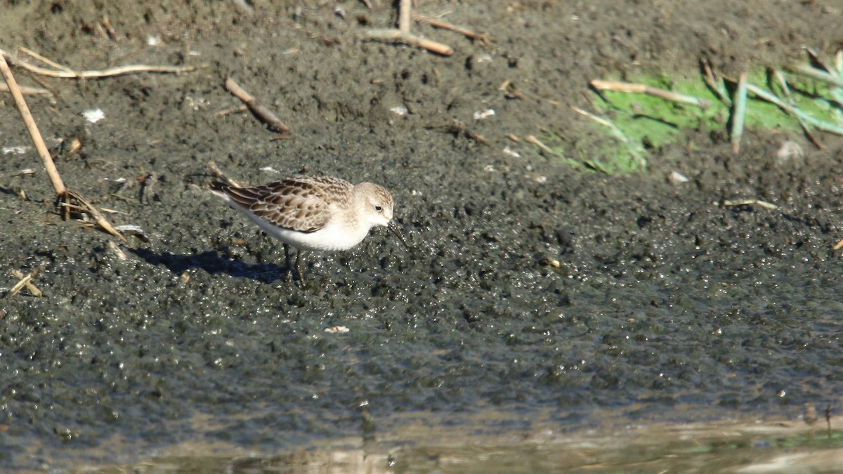 Semipalmated Sandpiper - ML120740361