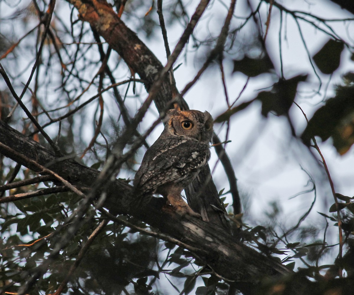 Eastern Screech-Owl - ML120741091