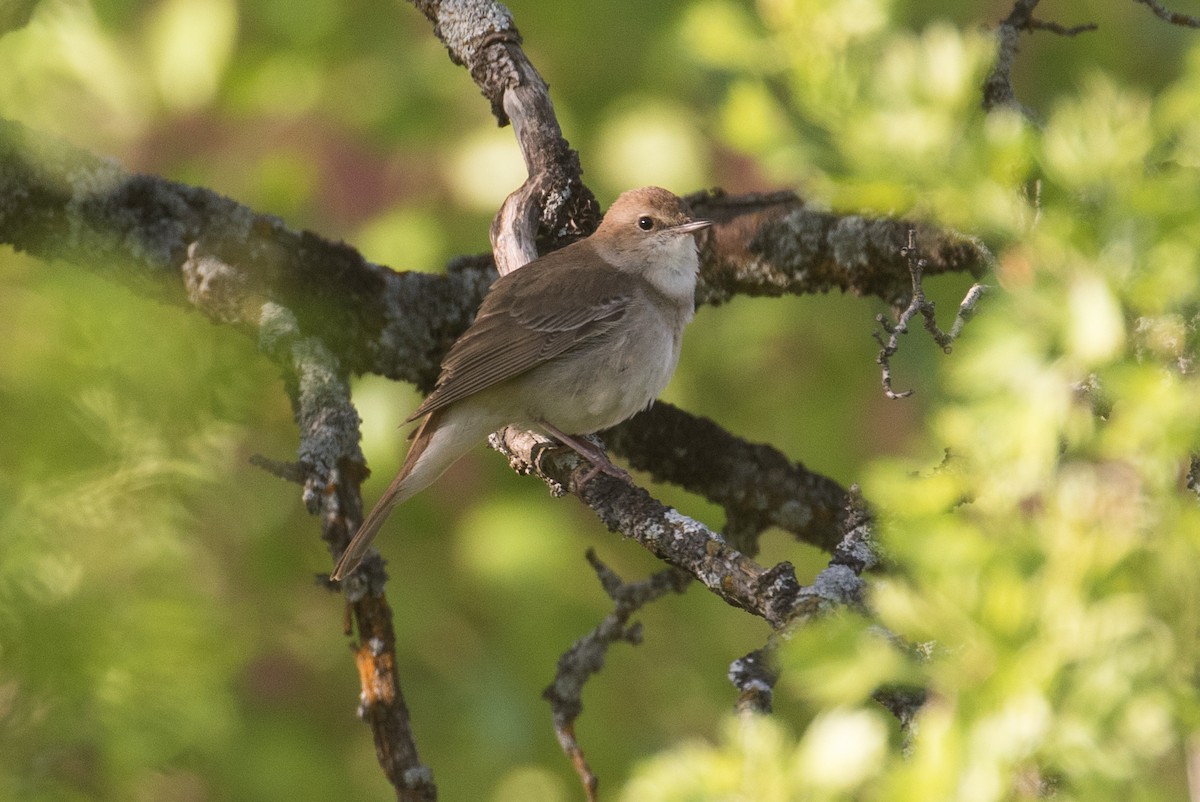 Common Nightingale (golzii) - James Kennerley